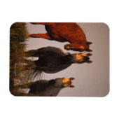 Arabieren op zonsondergang magneet (Horizontaal)