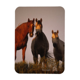 Arabieren op zonsondergang magneet