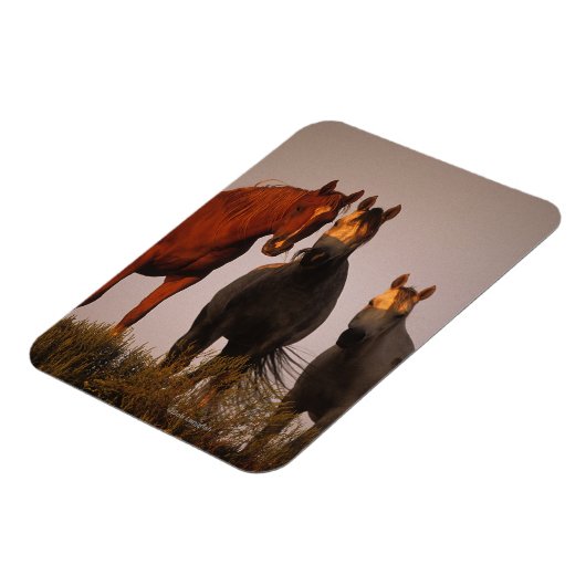 Arabieren op zonsondergang magneet (Linkerzijde)