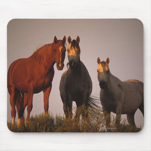 Arabieren op zonsondergang muismat (Voorkant)
