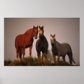 Arabieren op zonsondergang poster (Voorkant)