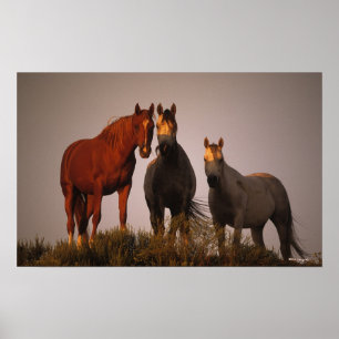 Arabieren op zonsondergang poster