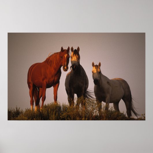 Arabieren op zonsondergang poster (Voorkant)