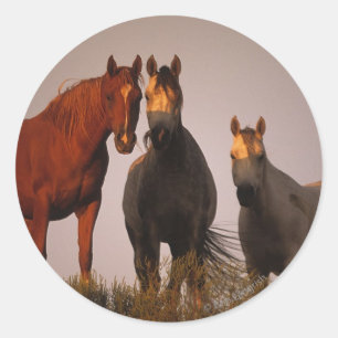 Arabieren op zonsondergang ronde sticker