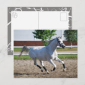 Arabisch 1 briefkaart (Voorkant / Achterkant)