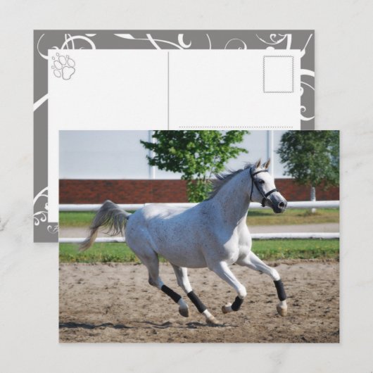 Arabisch 1 briefkaart (Voorkant / Achterkant)