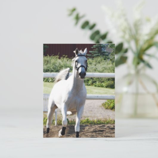 Arabisch 2 briefkaart (Staand voorkant)