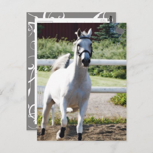 Arabisch 2 briefkaart (Voorkant / Achterkant)