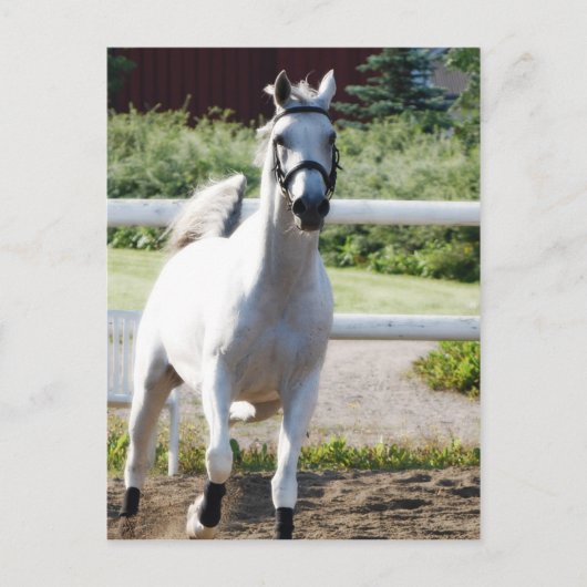 Arabisch 2 briefkaart (Voorkant)