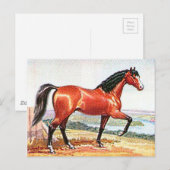 Arabisch Bay Paard  Waterverf Fine Art Briefkaart (Voorkant / Achterkant)