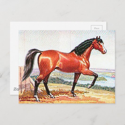 Arabisch Bay Paard  Waterverf Fine Art Briefkaart (Voorkant / Achterkant)