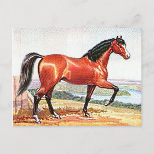 Arabisch Bay Paard  Waterverf Fine Art Briefkaart