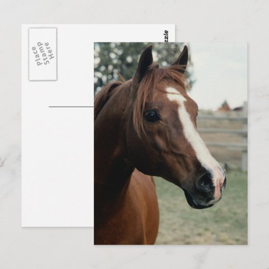 Arabisch in pasta briefkaart (Voorkant / Achterkant)