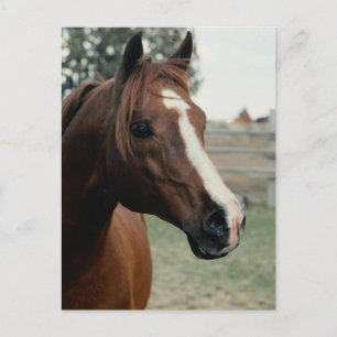 Arabisch in pasta briefkaart