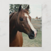 Arabisch in pasta briefkaart (Voorkant)