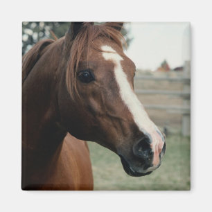 Arabisch in pasta magneet