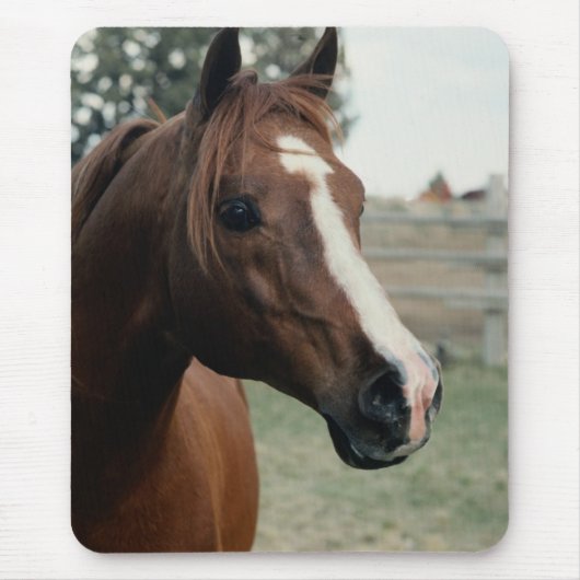 Arabisch in pasta muismat (Voorkant)