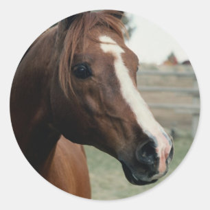 Arabisch in pasta ronde sticker