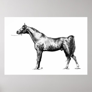 Arabisch in pen en inkt poster