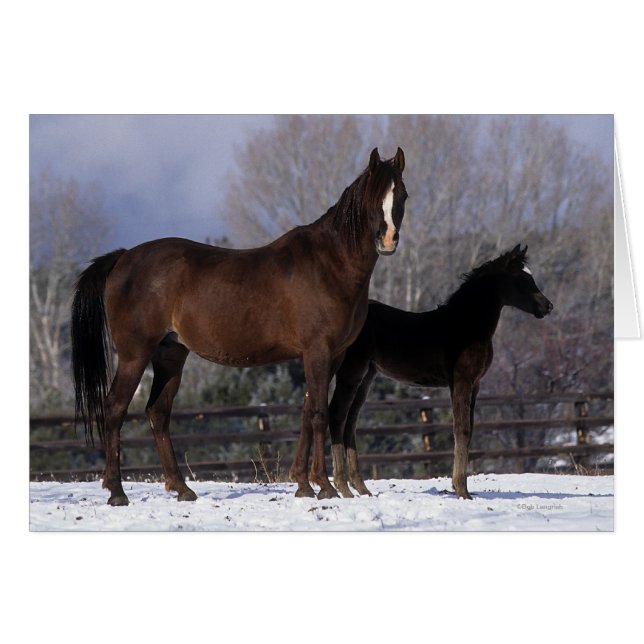 Arabisch Mare & Foal in sneeuw (Voorkant Horizontaal)