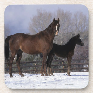 Arabisch Mare & Foal in sneeuw Bier Onderzetter