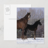 Arabisch Mare & Foal in sneeuw Briefkaart (Voorkant / Achterkant)