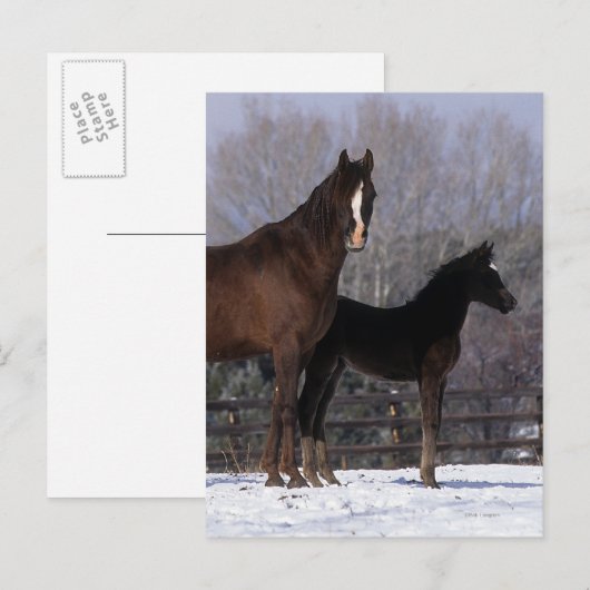 Arabisch Mare & Foal in sneeuw Briefkaart (Voorkant / Achterkant)