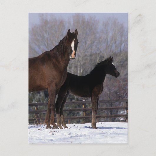Arabisch Mare & Foal in sneeuw Briefkaart (Voorkant)