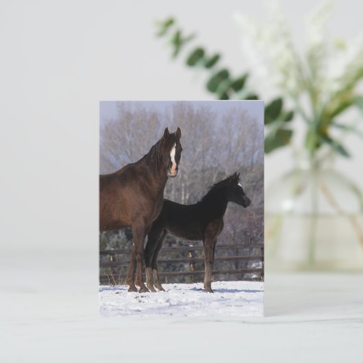 Arabisch Mare & Foal in sneeuw Briefkaart (Staand voorkant)
