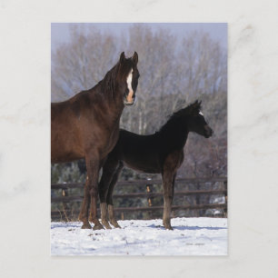 Arabisch Mare & Foal in sneeuw Briefkaart