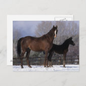 Arabisch Mare & Foal in sneeuw Briefkaart (Voorkant / Achterkant)