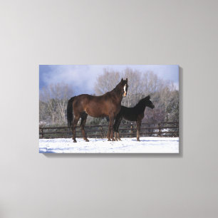 Arabisch Mare & Foal in sneeuw Canvas Afdruk