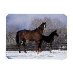 Arabisch Mare & Foal in sneeuw Magneet