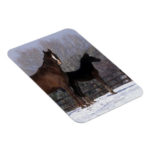 Arabisch Mare & Foal in sneeuw Magneet (Rechterzijde)
