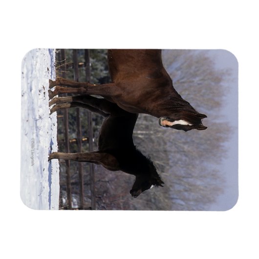 Arabisch Mare & Foal in sneeuw Magneet (Horizontaal)