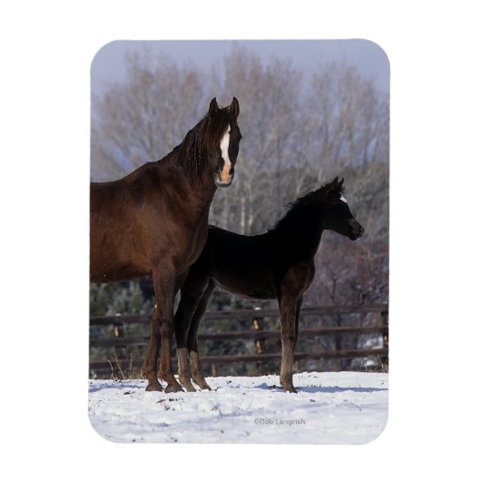 Arabisch Mare & Foal in sneeuw Magneet (Verticaal)