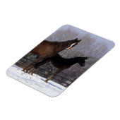 Arabisch Mare & Foal in sneeuw Magneet (Linkerzijde)