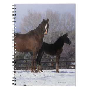 Arabisch Mare & Foal in sneeuw Notitieboek