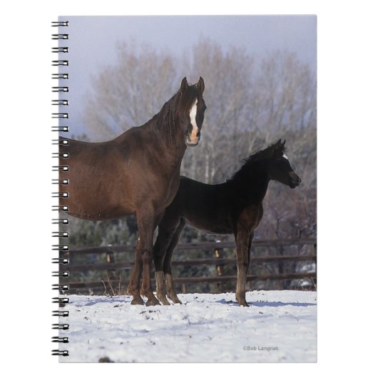 Arabisch Mare & Foal in sneeuw Notitieboek (Voorkant)
