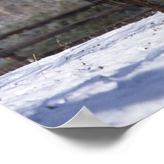 Arabisch Mare & Foal in sneeuw Poster (Hoek)