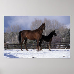 Arabisch Mare & Foal in sneeuw Poster