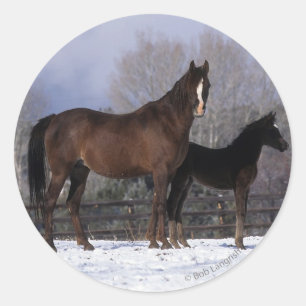 Arabisch Mare & Foal in sneeuw Ronde Sticker