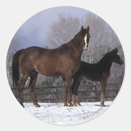 Arabisch Mare & Foal in sneeuw Ronde Sticker (Voorkant)