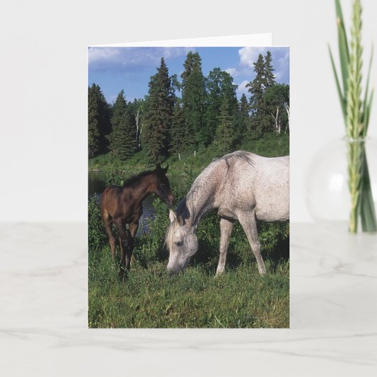 Arabisch Merrie & Veulen 2 Kaart (Voorkant)