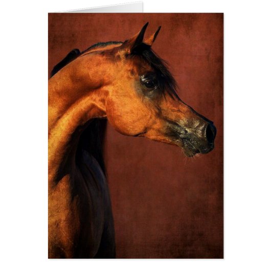 Arabisch paard (Voorkant)