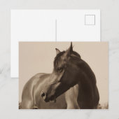 Arabisch Paard briefkaart (Voorkant / Achterkant)