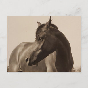 Arabisch Paard briefkaart