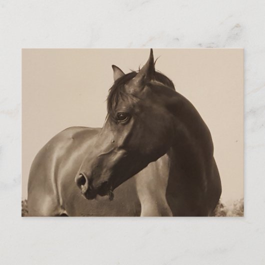 Arabisch Paard briefkaart (Voorkant)