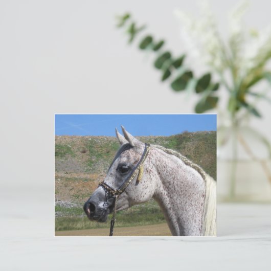 Arabisch paard briefkaart (Staand voorkant)
