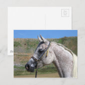 Arabisch paard briefkaart (Voorkant / Achterkant)